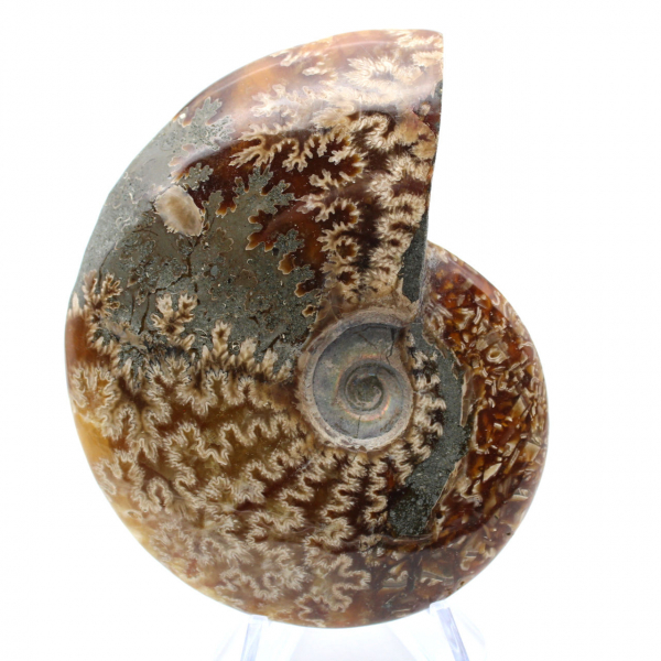 Ammonite une pièce