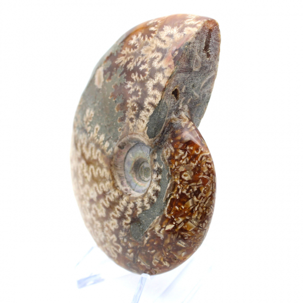 Ammonite une pièce