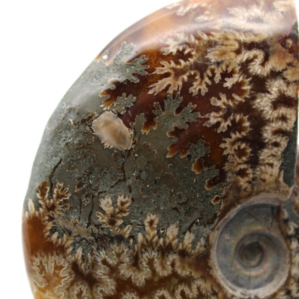 Ammonite une pièce