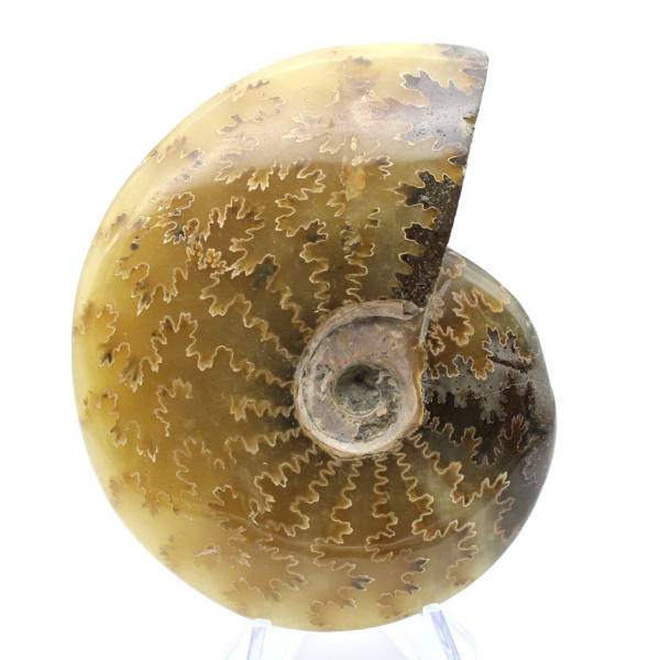 Ammonite fossilisée