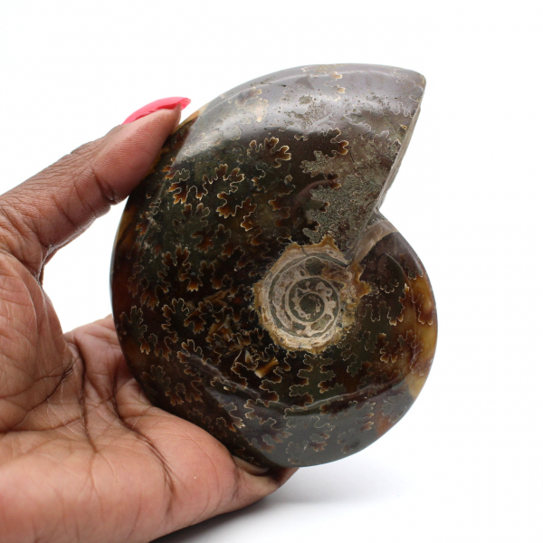 Ammonite naturelle fossile