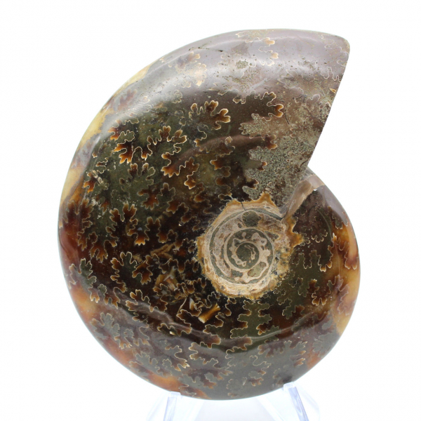 Ammonite naturelle fossile