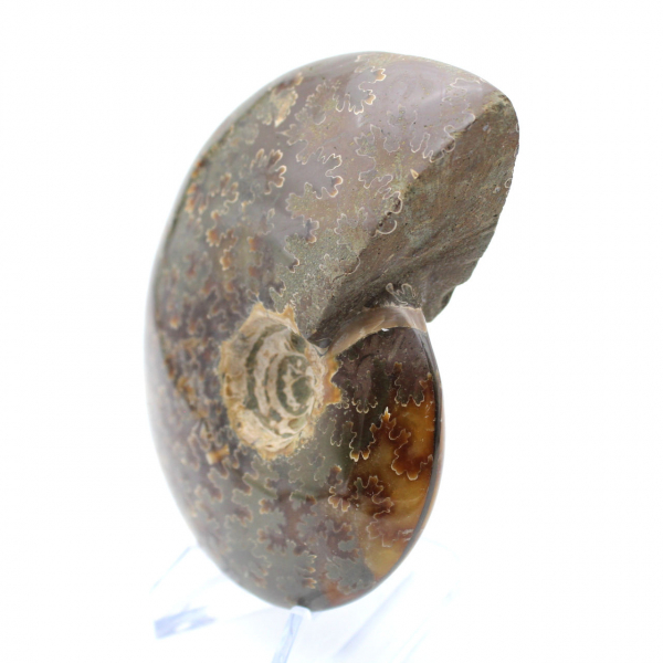 Ammonite naturelle fossile