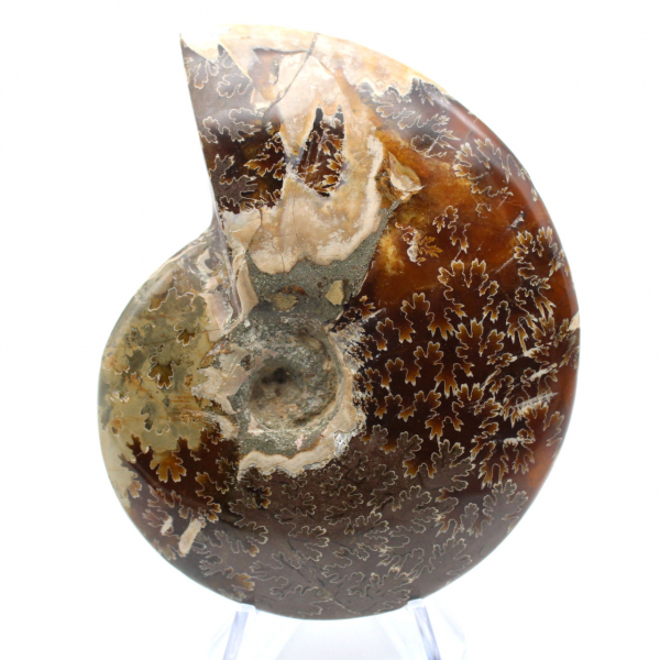 Fossile d'ammonite poli