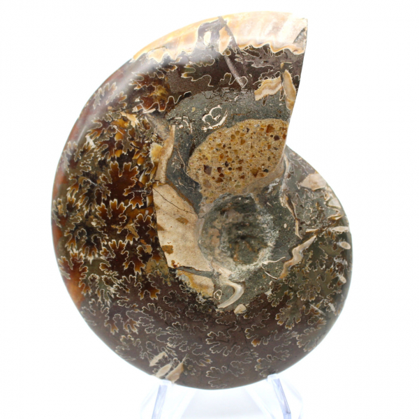 Fossile d'ammonite poli