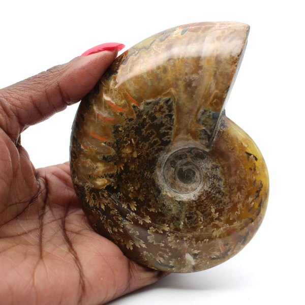 Ammonite polie