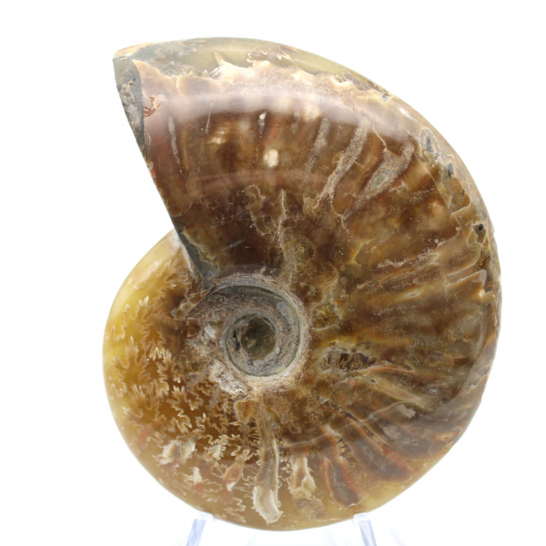 Ammonite polie