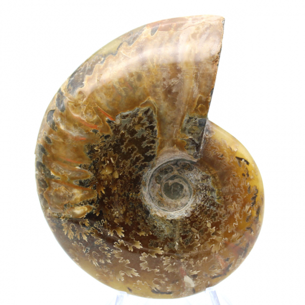 Ammonite polie