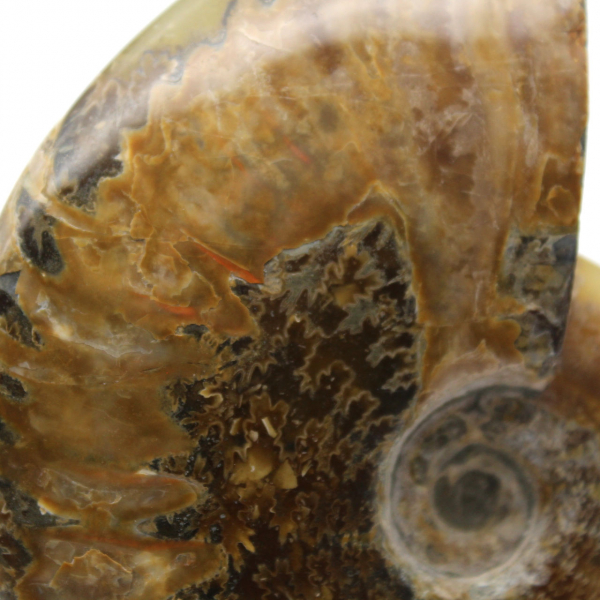 Ammonite polie