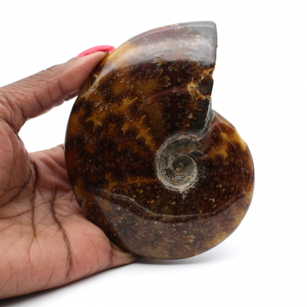 Ammonite polie de Madagascar