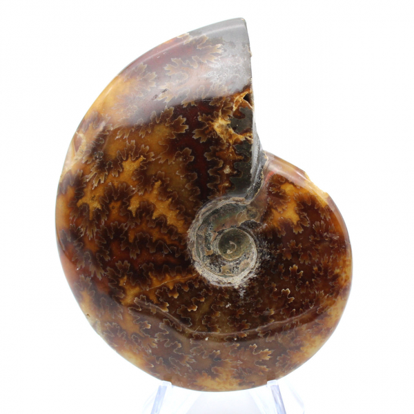 Ammonite polie de Madagascar