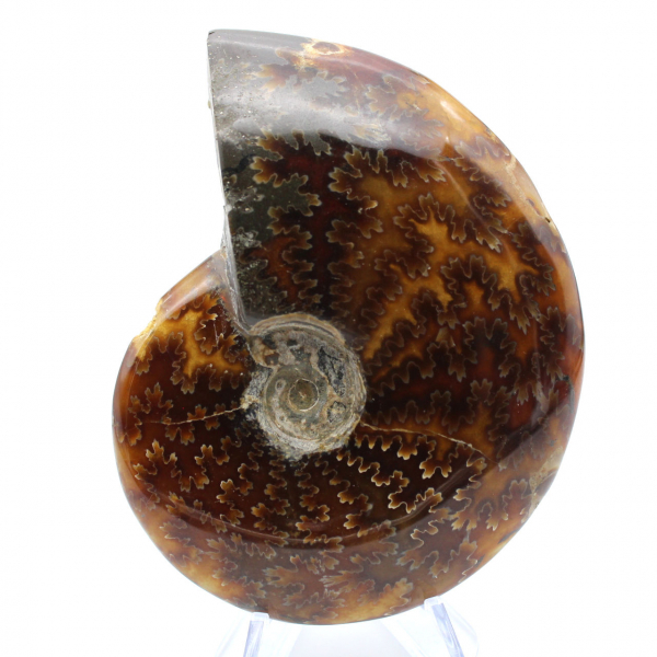 Ammonite polie de Madagascar