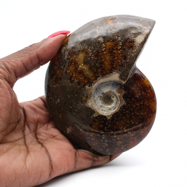 Fossile d'ammonite une pièce