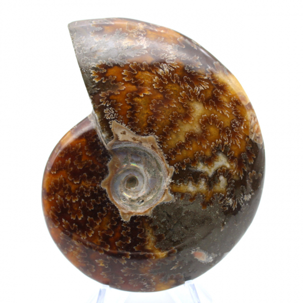 Fossile d'ammonite une pièce