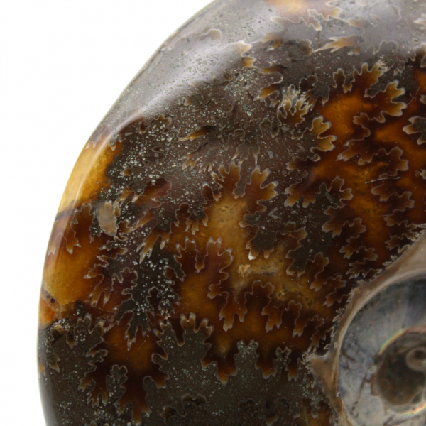 Fossile d'ammonite une pièce