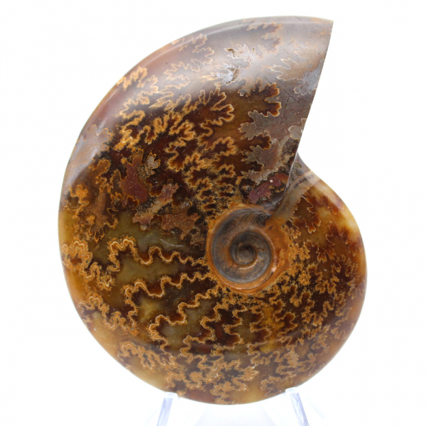 Ammonite fossile polie de Madagascar