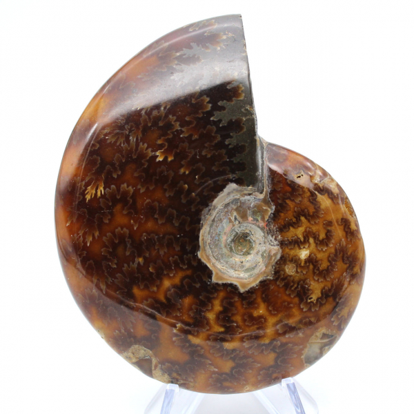 Ammonite entière