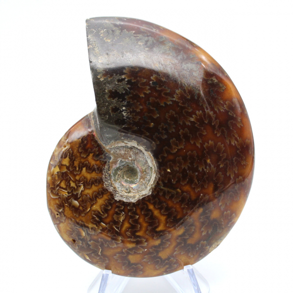 Ammonite entière