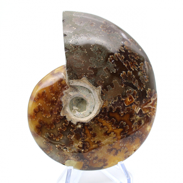 Ammonite entière de Madagascar