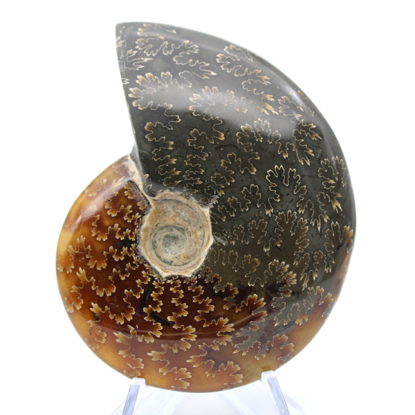 Ammonite entière fossilisée polie