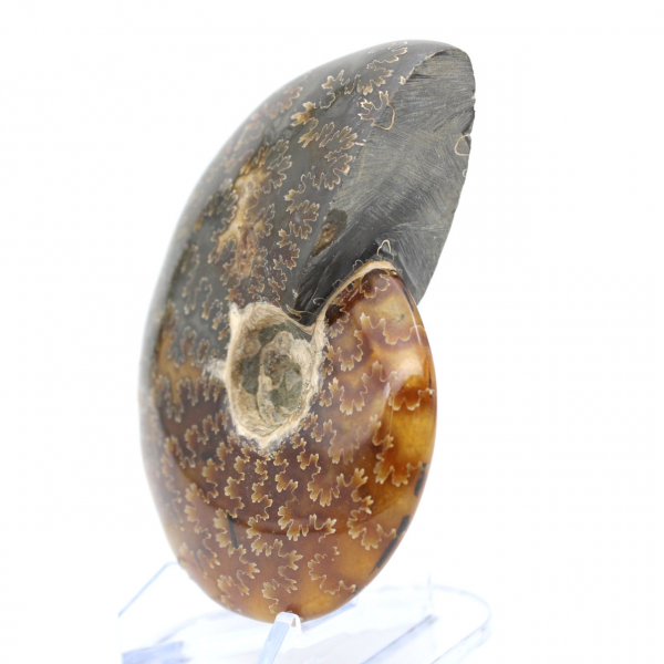 Ammonite entière fossilisée polie