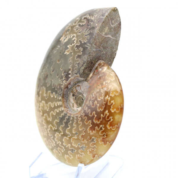 Ammonite entière