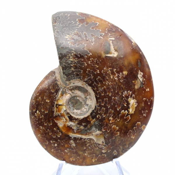 Ammonite entière fossilisée