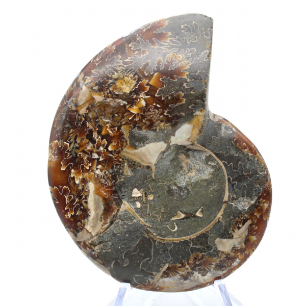 Ammonite entière fossilisée