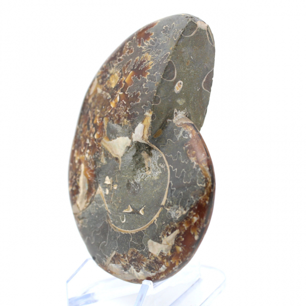 Ammonite entière fossilisée