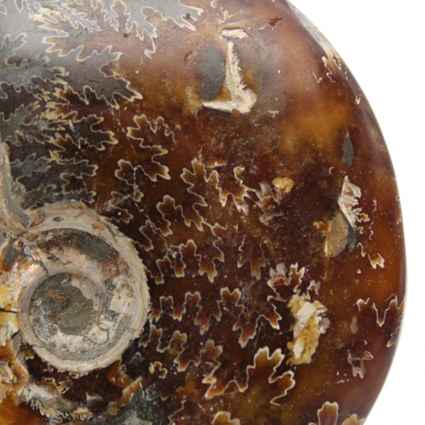 Ammonite entière fossilisée