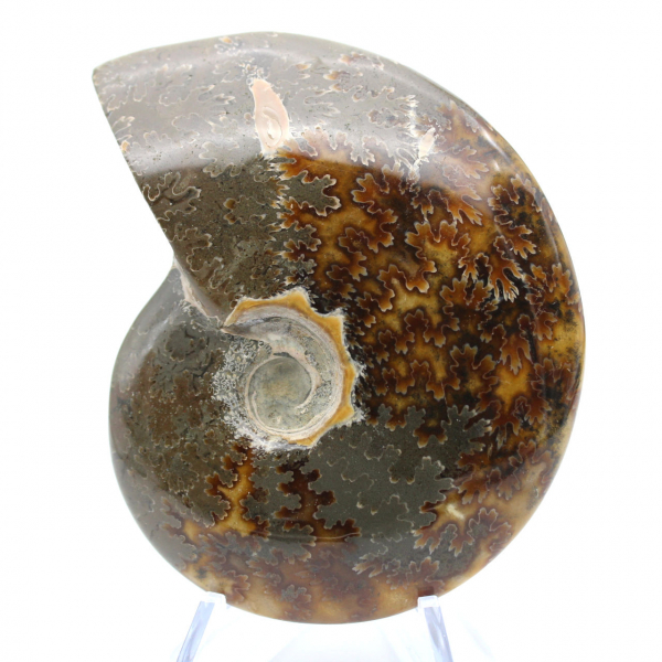 Ammonite polie entière