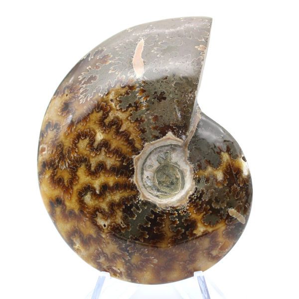 Ammonite polie entière