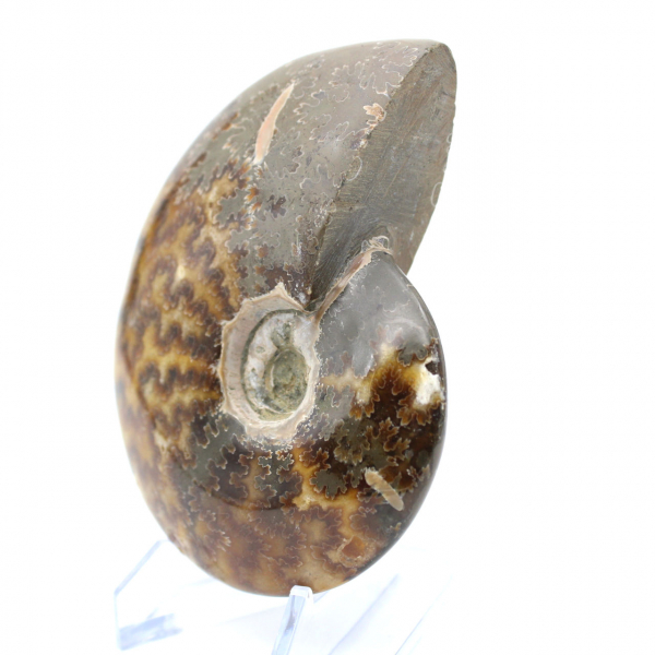 Ammonite polie entière