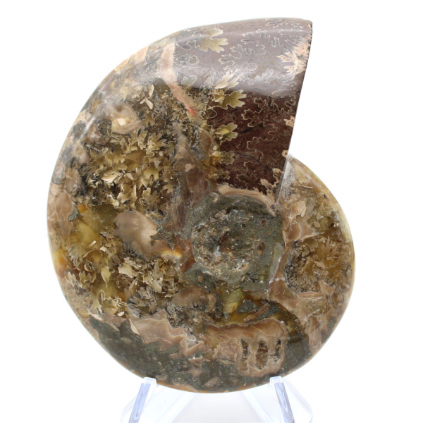 Fossile d'ammonite entière poli