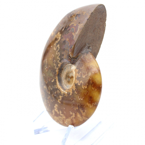 Ammonite polie naturelle de Madagascar