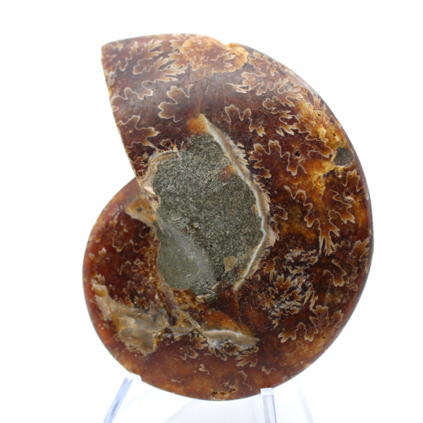 Ammonite naturelle polie fossile