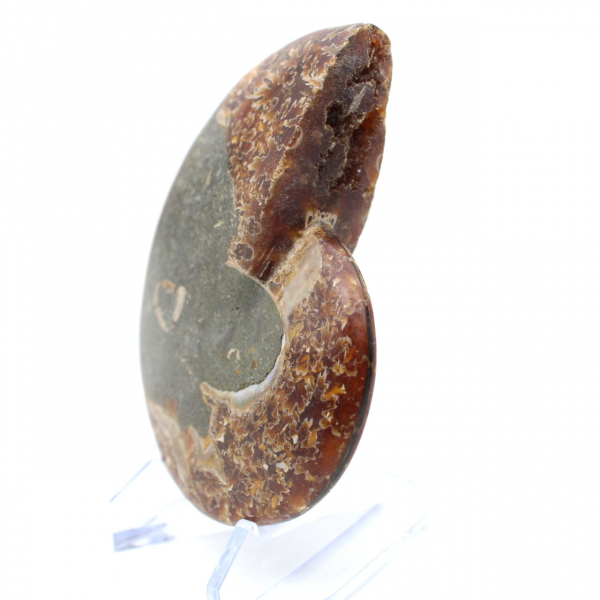 Ammonite naturelle polie fossile