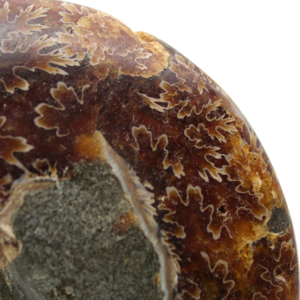 Ammonite naturelle polie fossile