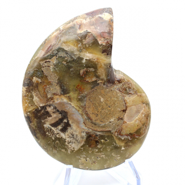 Ammonite de Madagascar