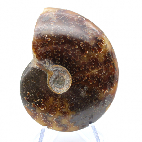 Ammonite sciée polie