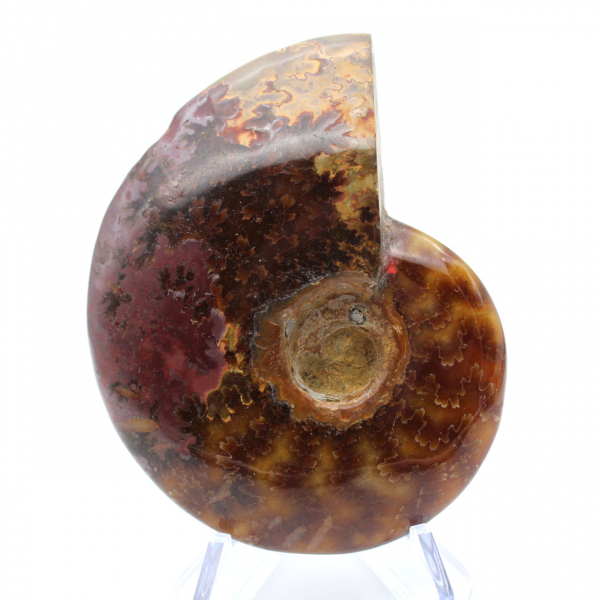 Ammonite fossilisée polie