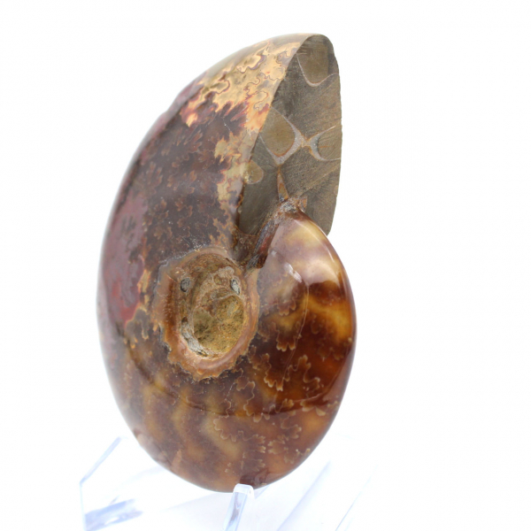 Ammonite fossilisée polie