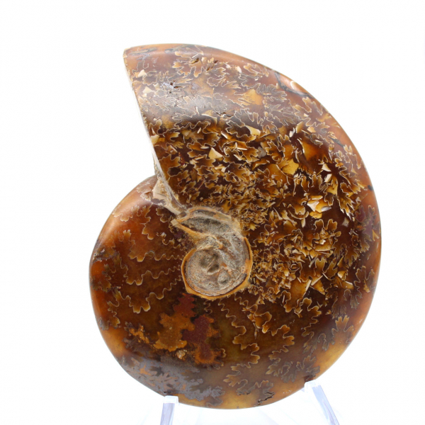 Ammonite fossilisée