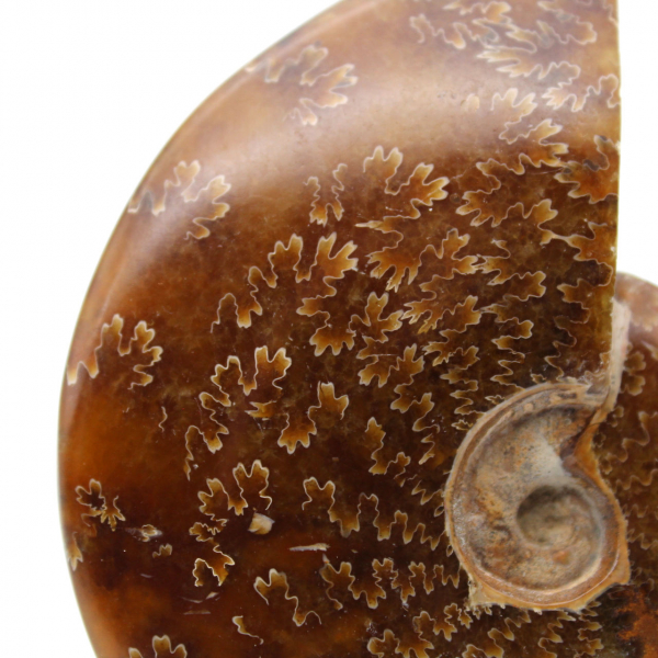 Ammonite fossilisée