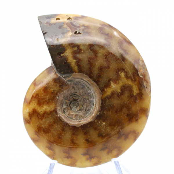 Ammonite naturelle fossile