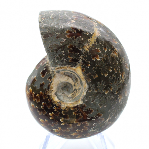 Ammonite polie de Madagascar