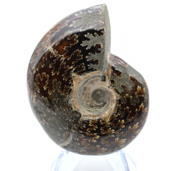 Ammonite polie de Madagascar