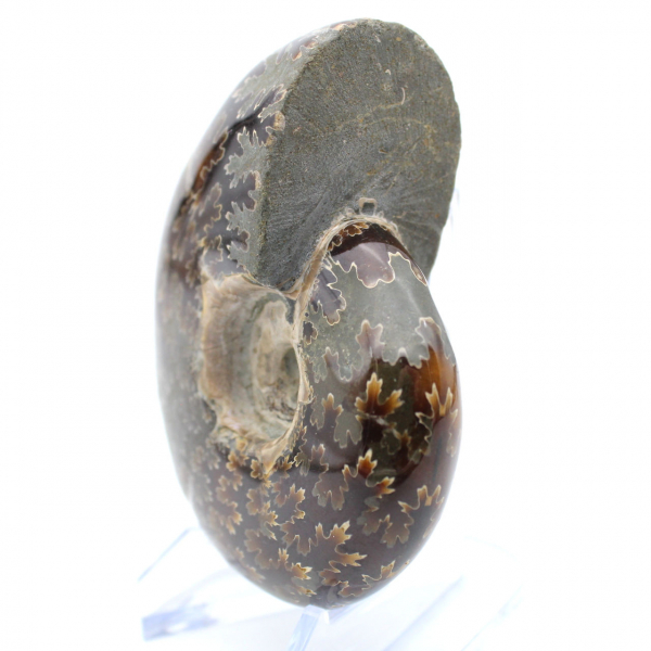 Ammonite polie de Madagascar