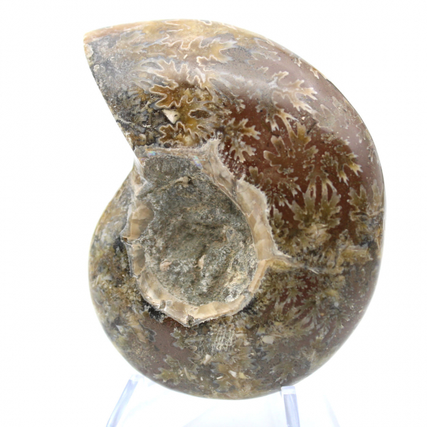 Fossile d'ammonite une pièce