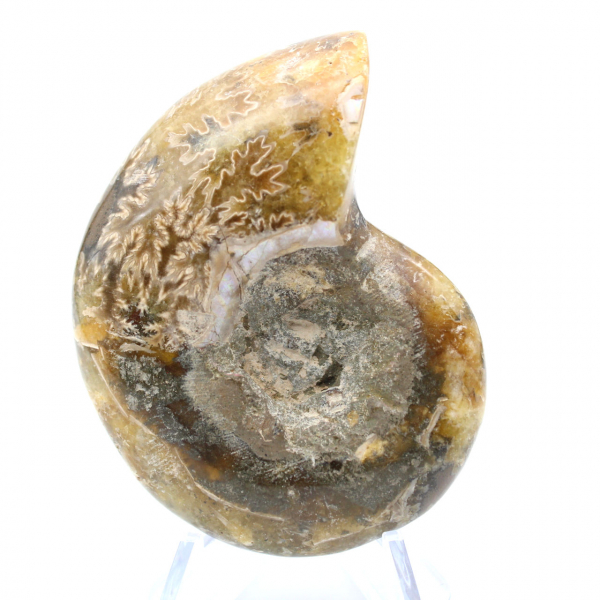 Fossile d'ammonite une pièce